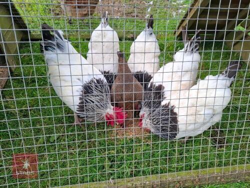 QUARTET OF LIGHT SUSSEX BANTAMS - BIDS PER LIFE