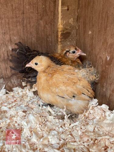 2 BUFF AND GOLD BIRCH PULLETS - BIDS PER LIFE