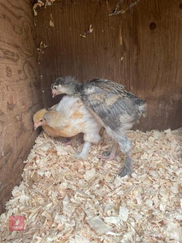 4 UNSEXED BRAHMA X LARGE FOWL - BIDS PER LIFE