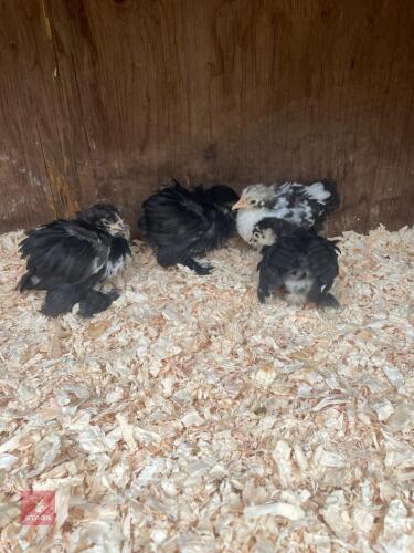 4 UNSEXED PEKIN BANTAMS - BIDS PER LIFE