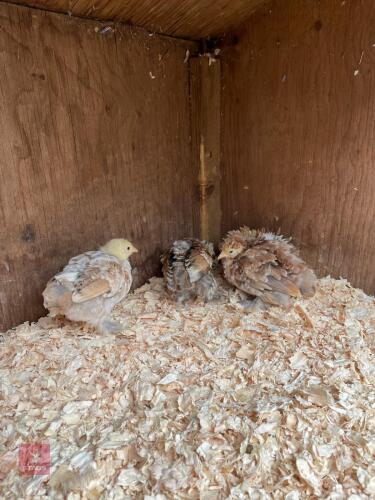4 UNSEXED PEKIN BANTAMS - BIDS PER LIFE