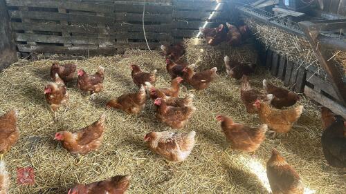 6 X 6MO LOHMANN BROWN HENS - BIDS PER LIFE
