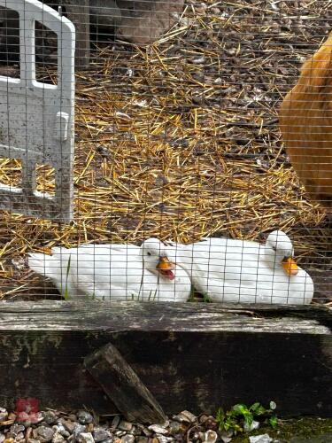 PAIR OF WHITE CALL DUCKS - BIDS PER LIFE