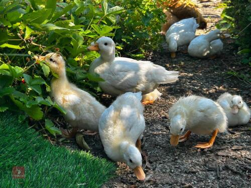 5 UNSEXED CALL DUCK DUCKLINGS - BIDS FOR THE GROUP