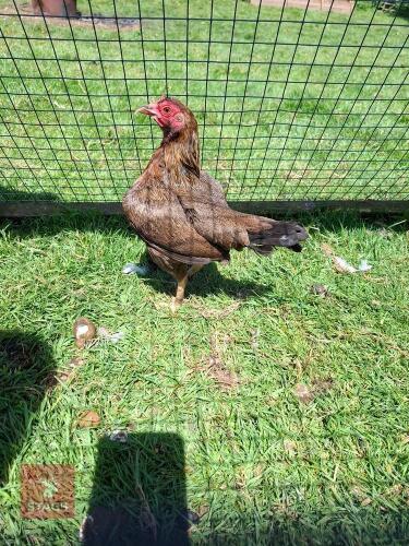 1YO OLD ENGLISH GAME BANTAM HEN