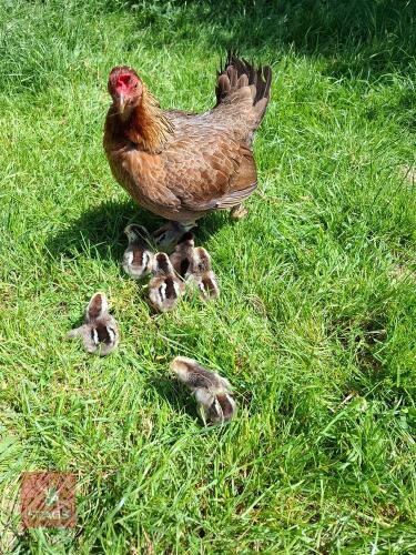 OXFORD GAME BANTAM HEN & CHICKS - BIDS FOR THE GROUP