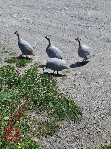 QUARTET OF LAVENDER GUINEA FOWL - BIDS PER LIFE