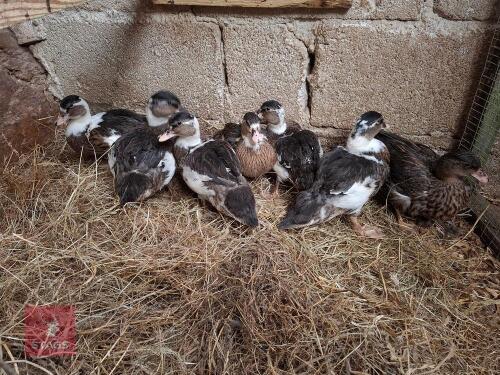 4 UNSEXED WILDFOWL CALL DUCKS - BIDS PER LIFE