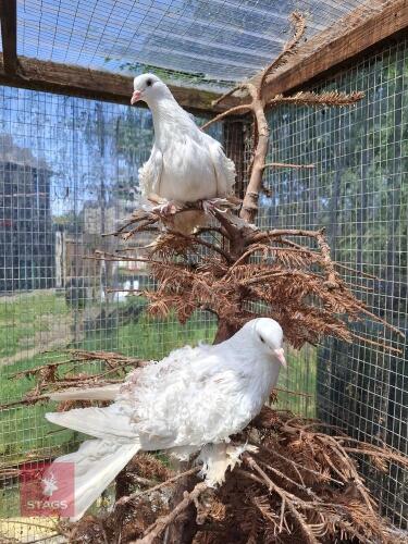 PAIR OF FRILL BACK PIGEONS - BIDS PER LIFE