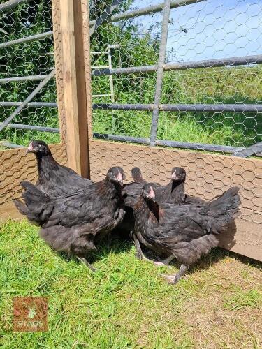 3 LARGE FOWL COPPER MARAN PULLETS - BIDS PER LIFE