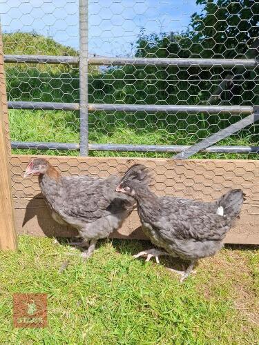 PAIR OF LARGE FOWL BLUE MARANS - BIDS PER LIFE