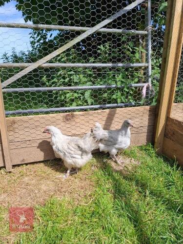 PAIR OF LARGE FOWL LAVENDER MARANS - BIDS PER LIFE