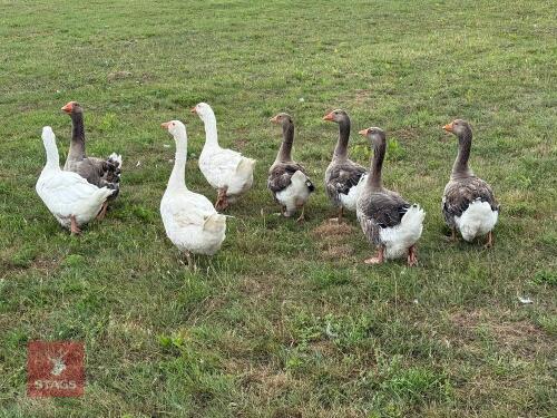8 MIXED DOMESTIC GEESE - BIDS PER LIFE