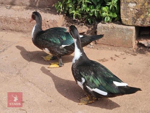 2 UNSEXED MUSCOVY DUCKS - BIDS PER LIFE