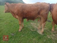 15MO SOUTH DEVON STEER - 3
