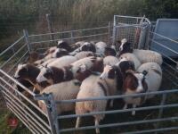 15 JACOB EWE LAMBS - BIDS PER LIFE
