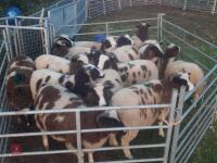 15 JACOB EWE LAMBS - BIDS PER LIFE - 2