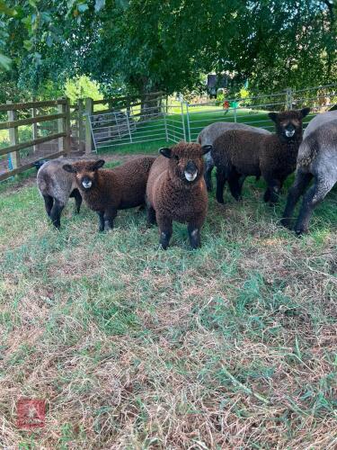 FLOCK OF 10 MIXED SEX COLOURED RYELANDS - BIDS PER LIFE