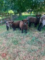 FLOCK OF 10 MIXED SEX COLOURED RYELANDS - BIDS PER LIFE - 2