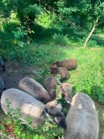 FLOCK OF 10 MIXED SEX COLOURED RYELANDS - BIDS PER LIFE - 3