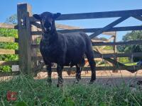 FLOCK OF 10 MIXED SEX COLOURED RYELANDS - BIDS PER LIFE - 4