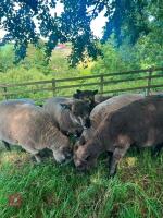 FLOCK OF 10 MIXED SEX COLOURED RYELANDS - BIDS PER LIFE - 5