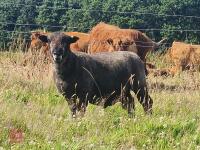 FLOCK OF 10 MIXED SEX COLOURED RYELANDS - BIDS PER LIFE - 6