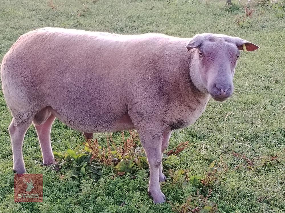 5YO PEDIGREE BRITISH ROUGE RAM