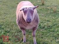5YO PEDIGREE BRITISH ROUGE RAM - 2