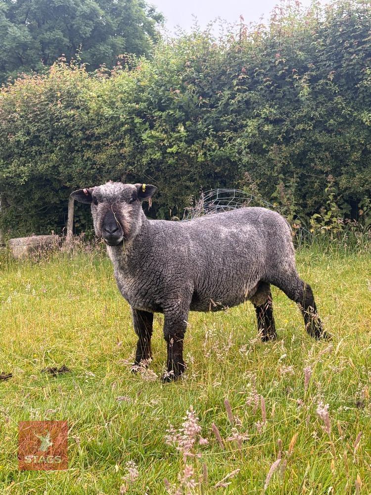 PEDIGREE COLOURED RYELAND SHEARLING RAM