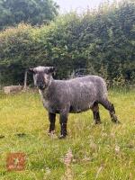 PEDIGREE COLOURED RYELAND SHEARLING RAM