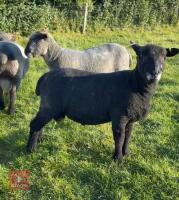 PEDIGREE COLOURED RYELAND SHEARLING RAM