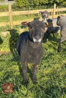 PEDIGREE COLOURED RYELAND SHEARLING RAM - 2