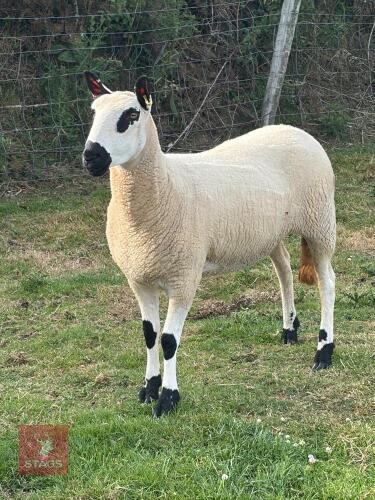 2YO PUREBRED KERRY HILL EWE