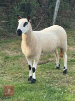 2YO PUREBRED KERRY HILL EWE