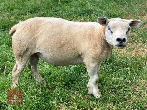 2YO BELTEX RAM