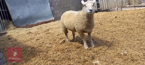 5MO TEXEL X MULE RAM LAMB
