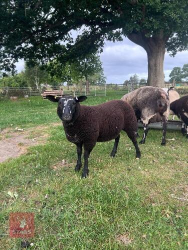 4MO PEDIGREE DUTCH SPOTTED EWE LAMB