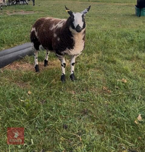 5MO PUREBRED DUTCH SPOTTED EWE LAMB