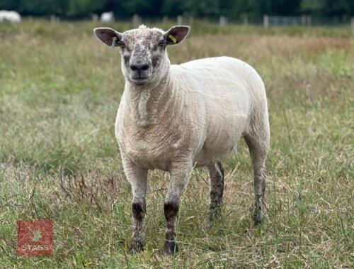 2 BLUE TEXEL X SOUTHDOWN SHEARLING EWES - BIDS PER LIFE