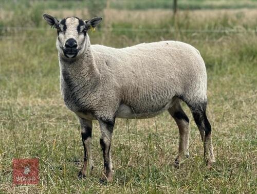 2 BLUE TEXEL X BADGERFACE SHEARLING EWES - BIDS PER LIFE