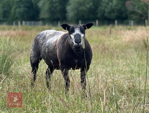 BLUE TEXEL X BADGERFACE TEXEL SHEARLING EWE