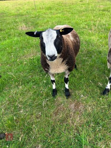 5MO PEDIGREE DUTCH SPOTTED RAM LAMB