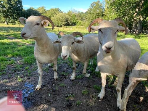 3 PEDIGREE WILTSHIRE HORN SHEARLING EWES - BIDS PER LIFE