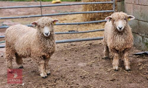 2 DEVON & CORNWALL LONGWOOL RAM LAMBS - BIDS PER LIFE