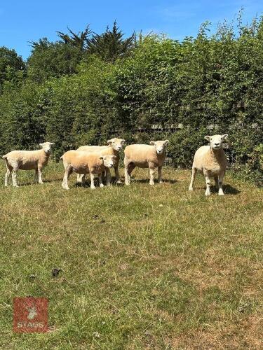 6 FLOCK AGE DEVON CLOSEWOOL EWES - BIDS PER LIFE