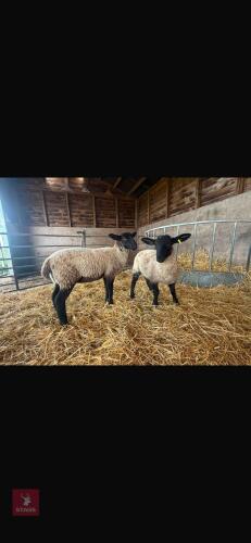 4 SUFFOLK ORPHAN EWE LAMBS - BIDS PER LIFE