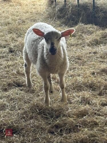 DORSET X ORPHAN EWE LAMB