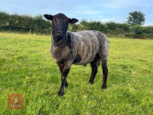 1YO DUTCH SPOTTED X HAMPSHIRE RAM