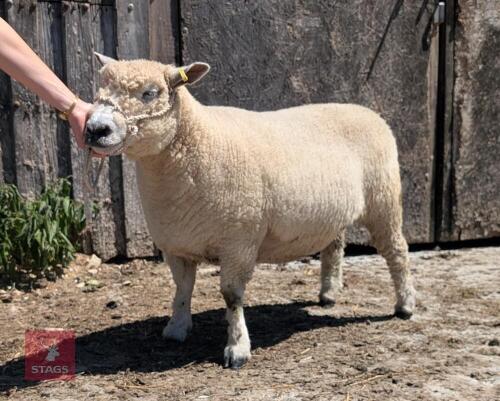 3YO PEDIGREE RYELAND EWE